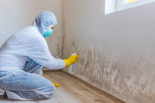 Licensed Mold Remediation service in Bridgeport, MI - 24 Hour Mold Removal