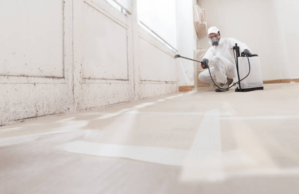 24/7 Emergency Mold Remediation experts in Bridgeport, MI